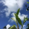 學(xué)普洱茶,必看的一本書(shū)